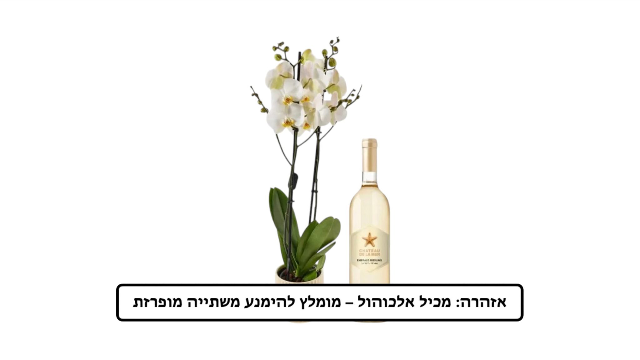 עציץ סחלב ולצידו יין